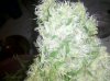 IMG_20110918_171257.jpg