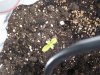 100_1161.jpg 100_1161.jpg