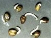 germination1.jpg