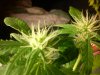 DSC00107.jpg