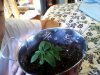 more bushy side of retard 9.26.2011.JPG