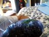9.26.2011 retard plant.JPG