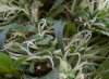 trichs_close.jpg trichs_close.jpg