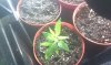 IMAG0038.jpg