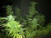 Indica Bud.jpg