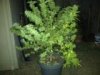 Indica Bush.jpg