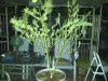 Sativa Bush.jpg