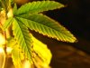 Aeroponics 071.jpg