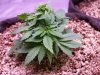 Blue Hash Week 4.jpg
