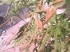 weed 023.jpg