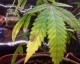 plant 1.JPG