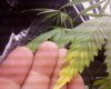 plant3.JPG