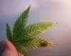 plant6.JPG