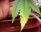 plant2.JPG