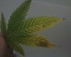 plant5.JPG