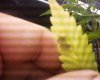 plant4.JPG
