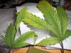 5leaves 005.jpg 5leaves 005.jpg