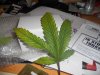 5leaves 001.jpg