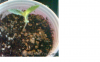 day5aboveground.png