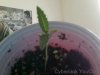 Snapshot_20110928_3.JPG