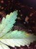 sick_leaf1.jpg