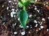 sick_leaf3.jpg
