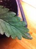 sick_leaf2.jpg
