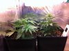 plants.jpg