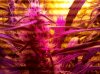 IMG_20110930_190334.jpg