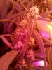 IMG_20110930_190620.jpg