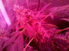 IMG_20110930_190252.jpg
