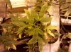 IMG_20110930_204218.jpg
