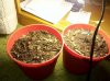 IMG_20111001_093314.jpg
