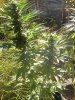 2011-09-29163141.jpg 2011-09-29163141.jpg