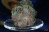 D_Purp_Buds_041.jpg
