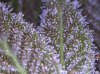 DP4-harvest-day50.jpg