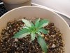 Day 9.skunk12.jpg