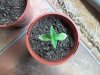 2011-10-03 11.53.49.jpg