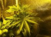 seedsman skunk haze.jpg seedsman skunk haze.jpg