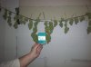 harvest.jpg harvest.jpg