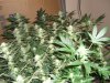 week4 029.jpg