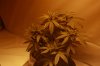 2011Oct03_Rollitup_0013.jpg