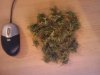 IMG_20111005_212124.jpg