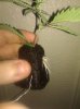 IMG_20111005_150004.jpg