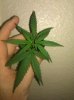 IMG_20111005_145931.jpg