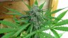 NL1 Day 77 cola.jpg