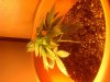 IMG_20111005_193754.jpg