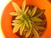 IMG_20111005_193741.jpg