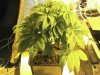 macs grow 002.jpg