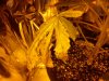 leafspots.jpg leafspots.jpg